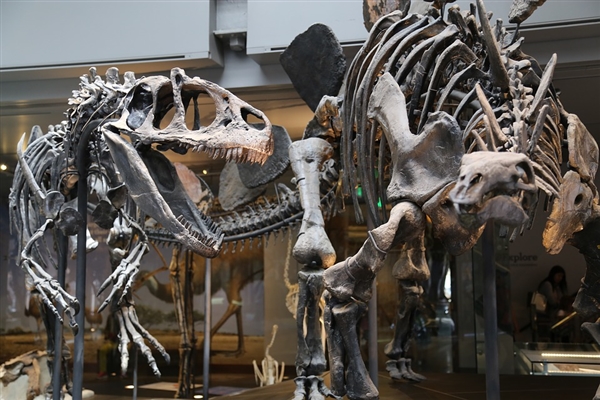 恐龙的兴起源于2.32亿年前的大灭绝事件