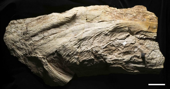 研究发现神秘的化石原来是一种软骨鱼类