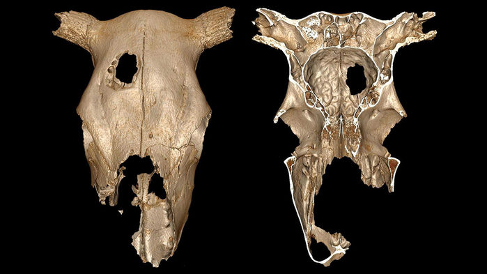 史前人类可能对奶牛进行了脑部手术