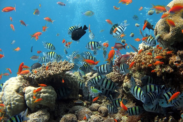 世界最大珊瑚礁群比想象中更顽强 曾多次毁灭和重生