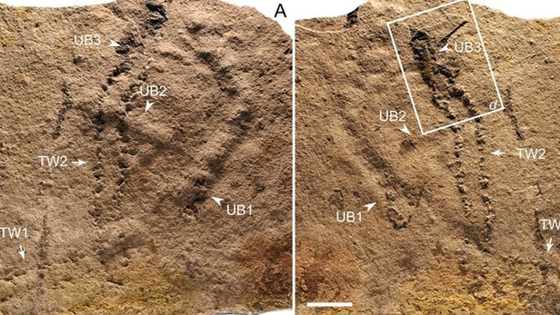 五亿年前的化石是有史以来发现的最古老的动物足迹