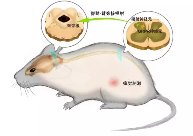 研究发现控制痒的GRPR神经元 挠不挠它说了算